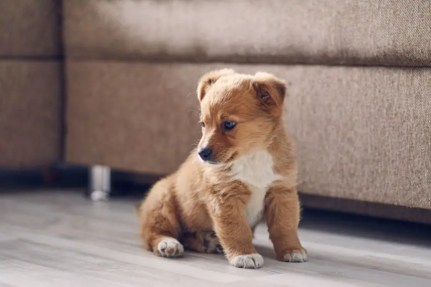 How to Potty Train Your Puppy in an Apartment